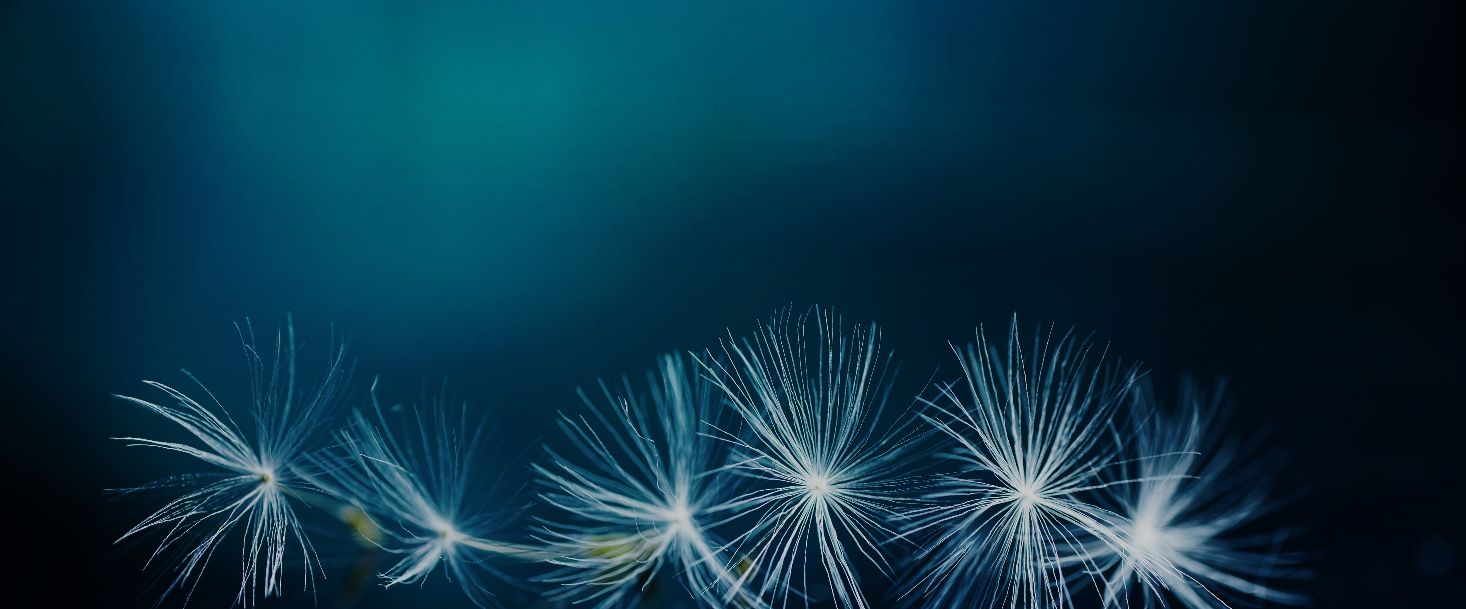 Corporate governance and policies